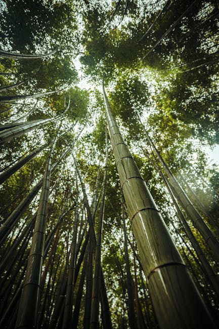 A low-angle view of tall bamboo stalks extending upwards towards the canopy in a dense forest. The slender, green stalks are segmented with visible nodes and are surrounded by smaller branches and leaves. Sunlight filters through the leafy treetops, creating a dappled light effect on the bamboo. This natural setting reflects the importance of careful planning in home relocation and furniture transport, where understanding the environment can be crucial for access and logistics. Man With a Van Ladbroke Grove offers professional removals services that consider such factors during packing and moving processes, including navigating tight access points and ensuring efficient loading in urban or rural areas.