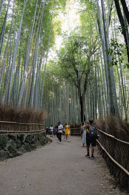 A low-angle view of tall bamboo stalks extending upwards towards the canopy in a dense forest. The slender, green stalks are segmented with visible nodes and are surrounded by smaller branches and leaves. Sunlight filters through the leafy treetops, creating a dappled light effect on the bamboo. This natural setting reflects the importance of careful planning in home relocation and furniture transport, where understanding the environment can be crucial for access and logistics. Man With a Van Ladbroke Grove offers professional removals services that consider such factors during packing and moving processes, including navigating tight access points and ensuring efficient loading in urban or rural areas.